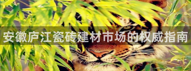 杏鑫3主管