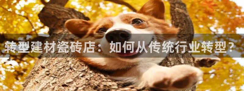 杏鑫平台代理怎么样