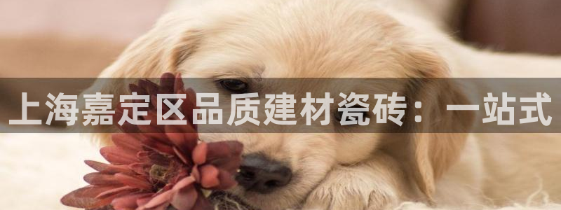 杏鑫官网最新信息