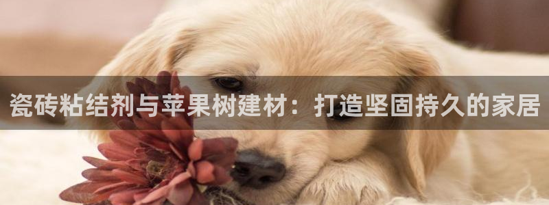 杏鑫平台代理注册流程视频