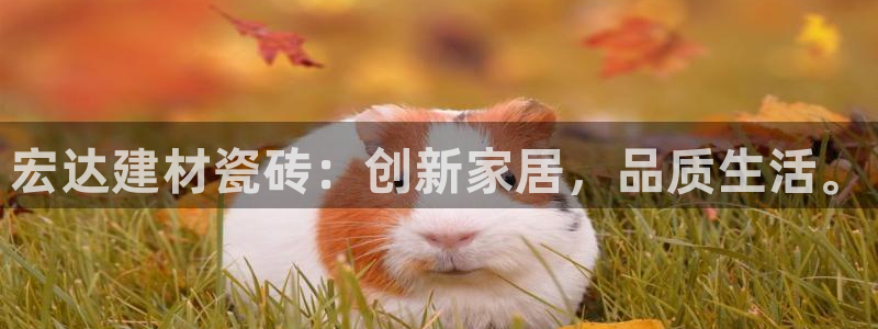 杏鑫代理注册资金多少